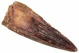 Fossil Spinosaurus Tooth - Beautiful Enamel #239277-1